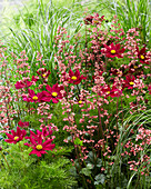 Cosmos bipinnatus, Heuchera Paris, Pennisetum alopecuroides Hameln