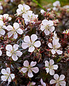 Wiesen-Storchschnabel (Geranium pratense)'Black'n'White Army'