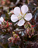Wiesen-Storchschnabel (Geranium pratense)'Black'n'White Army'