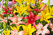 Lilie (Lilium) 'Levi', 'Yellow County', 'Pink County'