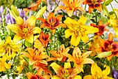 Lilium mix