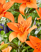 Lilie (Lilium) 'Orange Summer'