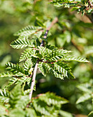 Carpinus betulus Minor Globe®