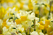 Narzisse (Narcissus) 'Eaton Song'