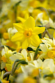 Verschiedene Narzissen (Narcissus)