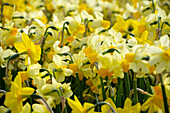 Narzisse (Narcissus) 'Eaton Song'