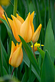Mehrblütige Tulpe (Tulipa praestans) 'Shogun'
