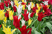 Tulipa Tres Chic Festival mix