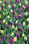 Tulpe (Tulipa) 'Sunny Prince', ' Purple Prince'