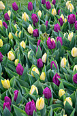 Tulipa Sunny Prince, Purple Prince