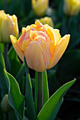 Tulipa Foxy Foxtrot