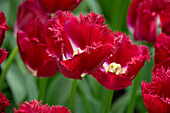 Tulpe (Tulipa) 'Crispy Reddino'