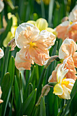 Narcissus pink