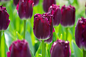 Tulpe (Tulipa) 'Purple Crystal'