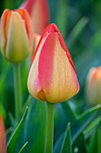 Tulpe (Tulipa) 'Prins Claus'