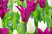 Tulpe (Tulipa) 'Purple Heart'