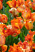 Tulipa Parrot King