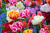 Tulipa double mix