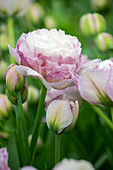 Tulpe (Tulipa) 'Double Surprise'