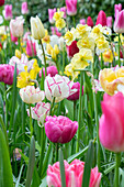 Frühlingsbeet mit bunten Tulpen (Tulipa) und Narzissen (Narcissus)