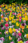Frühlingsbeet mit bunten Tulpen (Tulipa) und Narzissen (Narcissus)