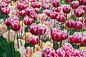 Tulpe (Tulipa) 'Blushing Parrot', 'Drumline'