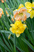 Narzisse (Narcissus) 'Blazing Starlet', 'Sunny Girlfriend'