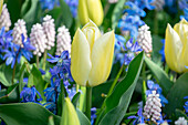 Tulpe (Tulipa) 'Francoise'