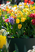 Tulpen (Tulipa), Hyazinthen (Haycinthus) und Narzissen (Narcissus) im Topf