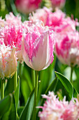 Tulpe (Tulipa) 'Huis ten Bosch'