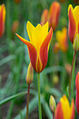 Tulpe (Tulipa clusiana var. chrysantha)