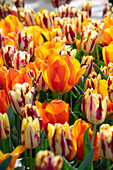 Tulpe (Tulipa) 'Flair', 'Grand Perfection'