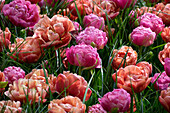 Tulipa Amazing Double Mix