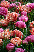 Tulpe (Tulipa) 'Amazing Double Mix'