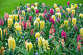 Frühlingsblumenmischung mit Hyazinthen und Tulpen im Beet