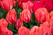 Tulipa Spryng, Spryng Break