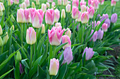 Pastellfarbene Tulpen (Tulipa) im Beet