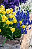 Narzisse (Narcissus) 'Tete Boucle' und Armenische Traubenhyazinthe (Muscari armeniacum) in Holzkiste