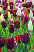 Buntes Tulpenbeet (Tulipa)