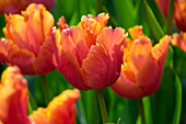 Tulipa Amazing Parrot