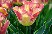 Tulpe (Tulipa) 'Cape Town'