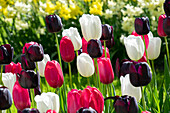 Mixed tulips