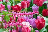 Tränendes Herz (Dicentra spectabilis), gemischte Tulpen (Tulipa)