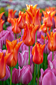 Tulpe (Tulipa) 'Ballerina', 'Purple Prince'