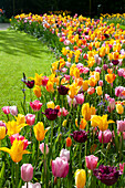 Buntes Tulpenbeet (Tulipa)