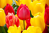 Tulipa mix