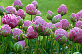 Tulpe (Tulipa) 'Strawberry Cream'