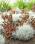 Koprosma (Coprosma repens), Stacheldrahtpflanze (Leucophyta brownii)