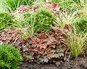 Garten-Segge (Carex brunnea) 'Jenneke', Purpurglöckchen (Heuchera) 'Indian Summer', Lavendelheide (Pieris)