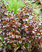 Koprosma (Coprosma repens) 'Red Ruby'